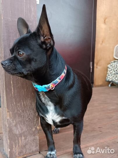 Продается щенок Чихуахуа