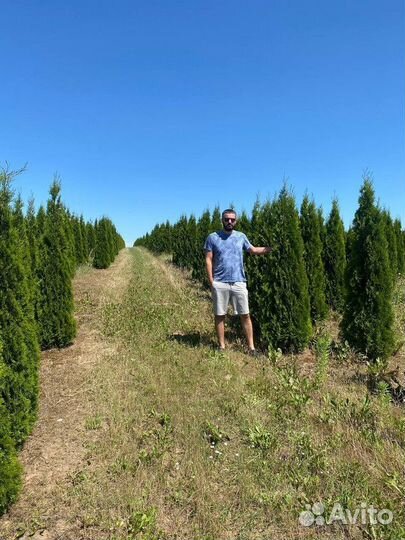 Туя Смарагд / Сирень / Черемуха