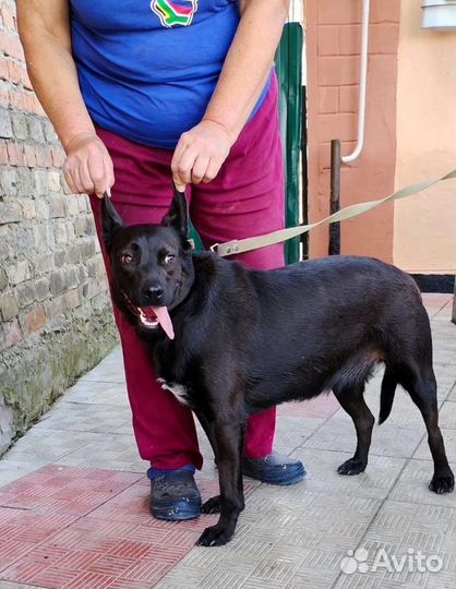 Собака стерилизованная в добрые руки