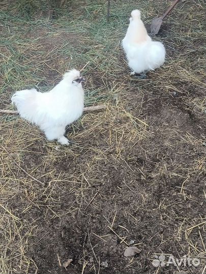 Продам петухов
