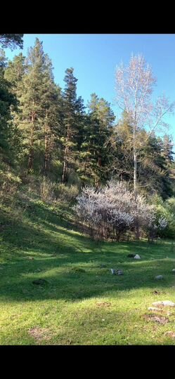 Участок 9 га (СНТ, ДНП)