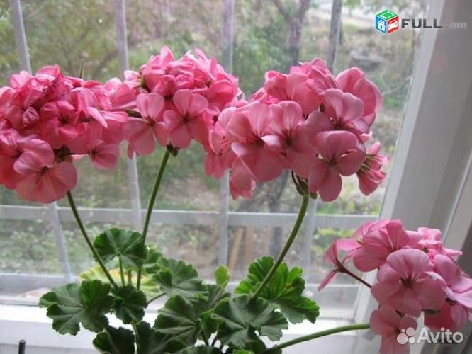 Герань пеларгония цветущее растение