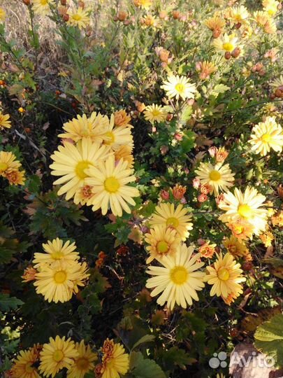 Хризантемы