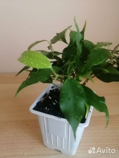 Фикус Бенджамина