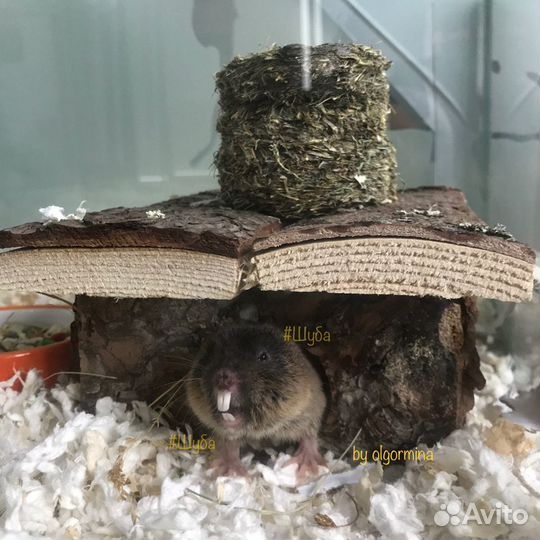 Слепушонка восточная / Ellobius tancrei