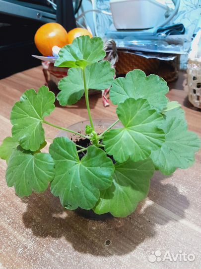 Красная розебудная пеларгония герань