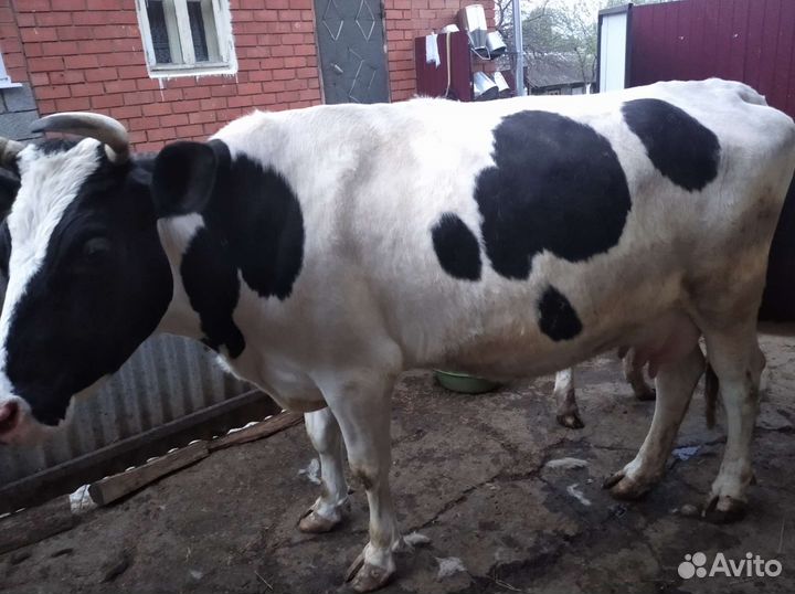 Корова дойная