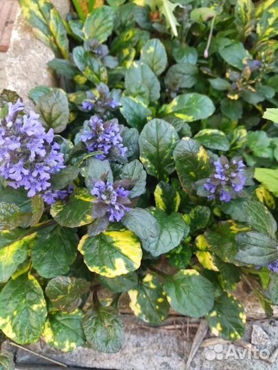 Цветы многолетники в ассортименте