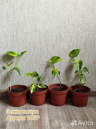 Филы, эпипремнум, фиттония