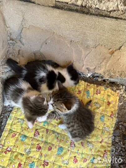 Котёнок бесплатно
