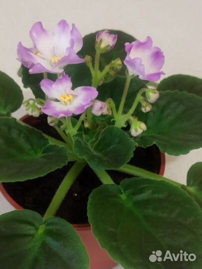 Фиалка цветущая