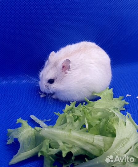 Хомяки из домашнего питомника. Подрощенные