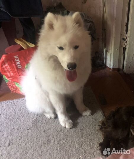 Передержка собак,догситтер,Приморская