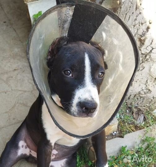 Щенок амстаффа