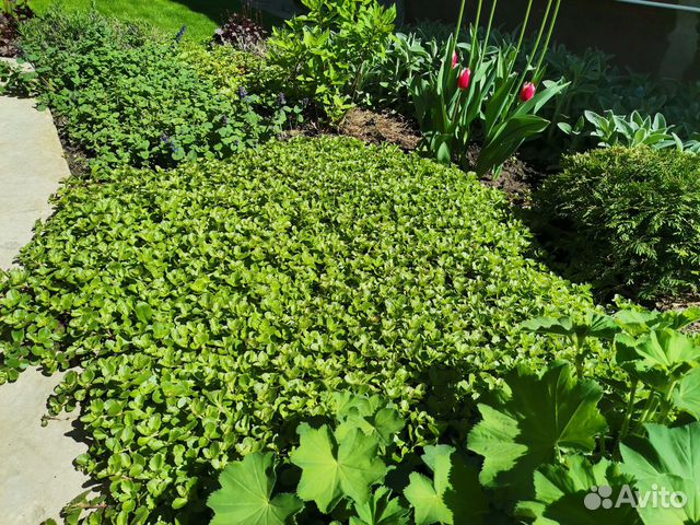 Очиток почвопокровный купить в Тольятти | Товары для дома и дачи | Авито