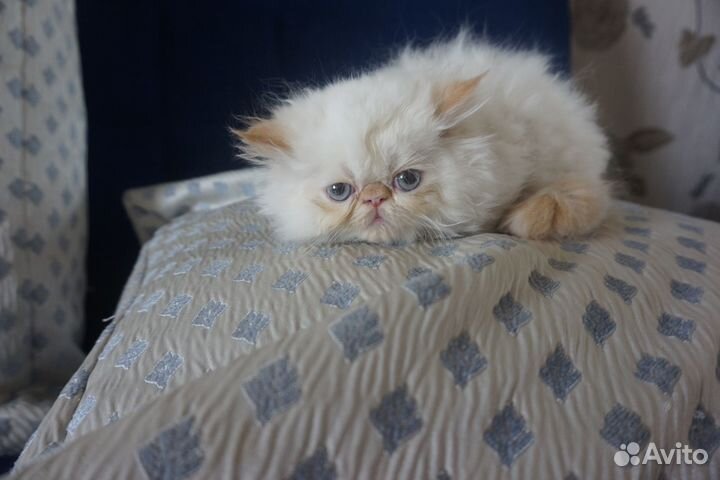 Персидские братики