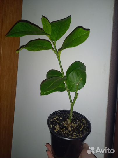 Лимонное дерево плодоносящее, черенок укорененный