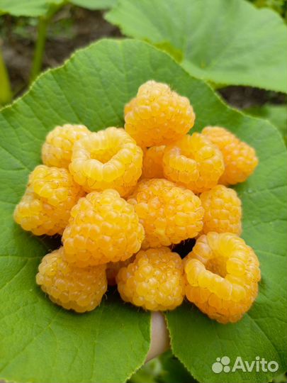 Саженцы малины