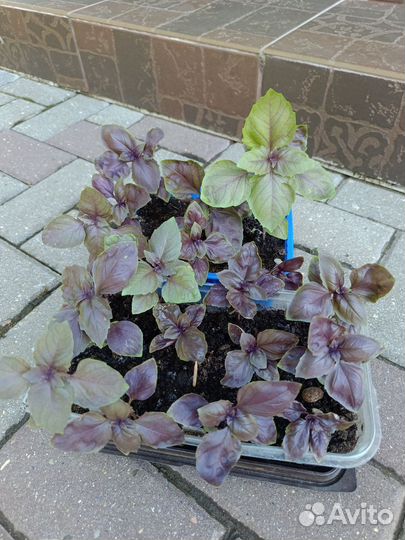 Базилик, капуста кольраби, разморин рассада