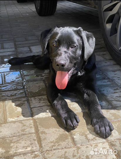 Щенок лабрадора девочка
