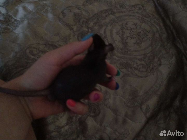 Декоративная крыса