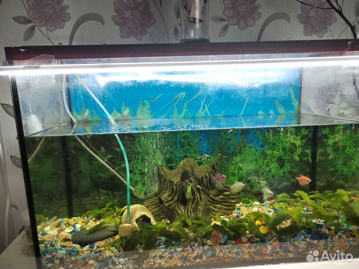 Аквариум