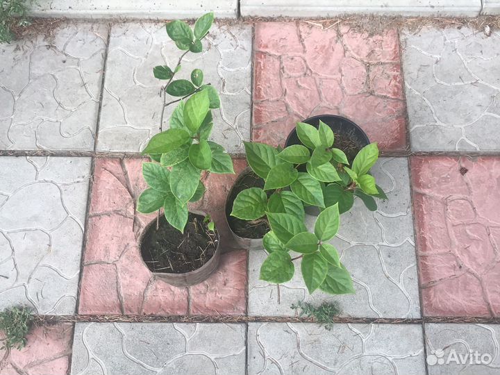 Саженцы китайского лимонника