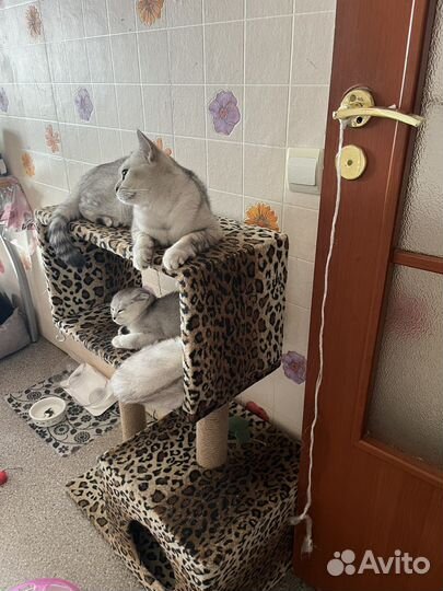 Вислоухий котенок