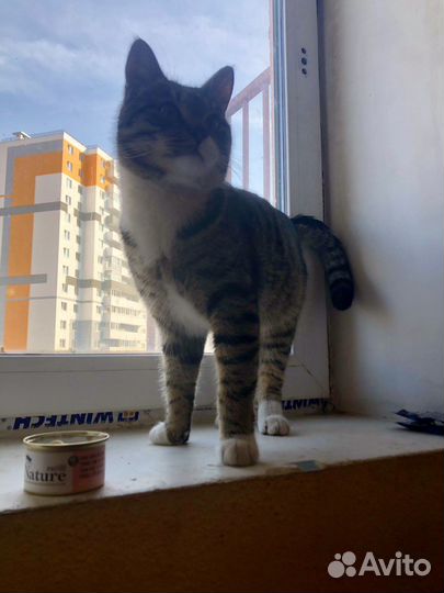 Котик в добрые руки