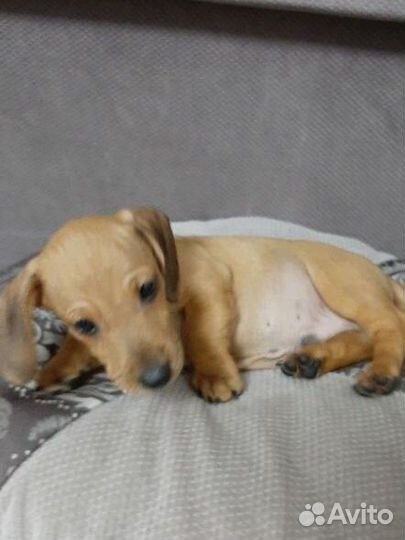 Такса Щенки