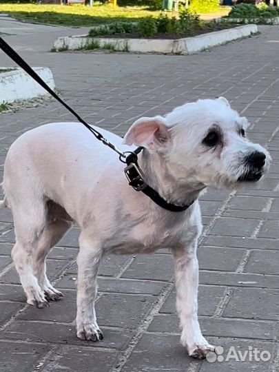 Найдена собака