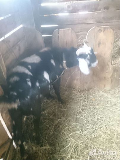 Козел вязка