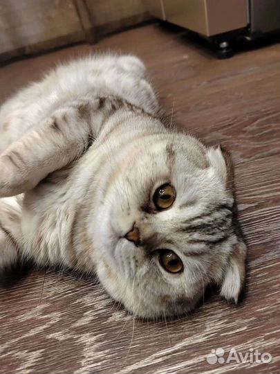 Шотландский кот вязка