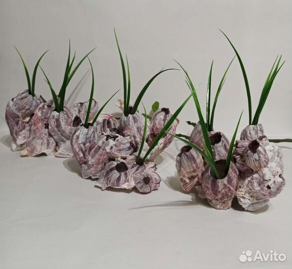 Кораллы Балянусы