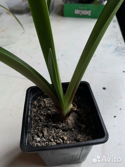 Гиппеаструм цветок домашний