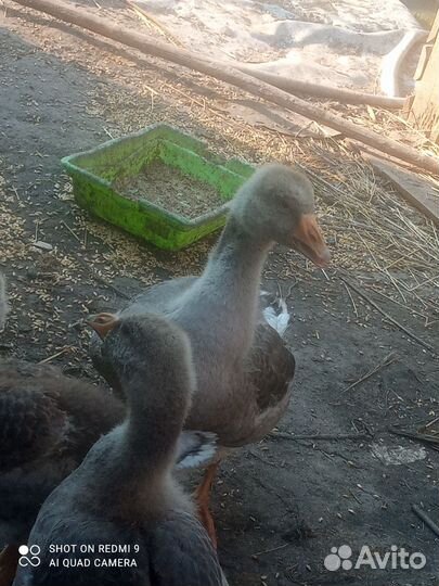 Гусята 1,5 месяца количество 2 шт