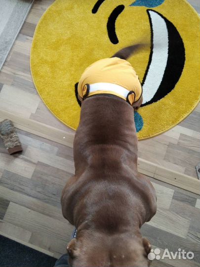 Трусики для собаки