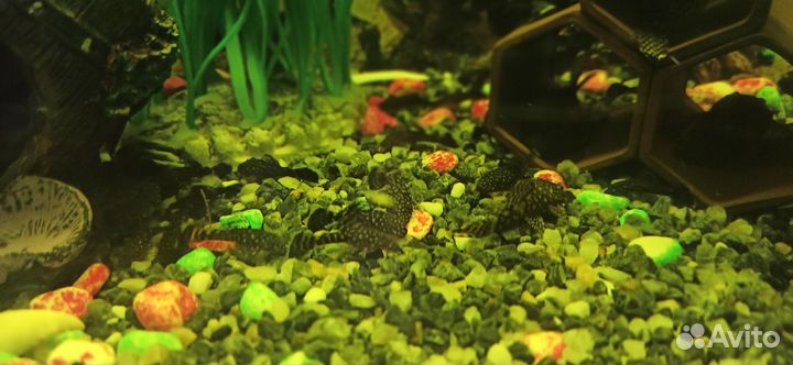 Сомики анциструсы