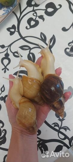 Улитки ахатины бесплатно