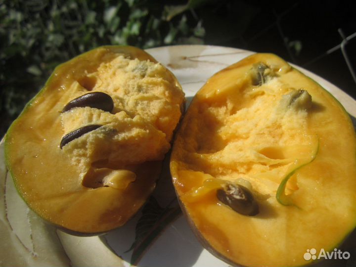 Саженцы Азимины, русское манго