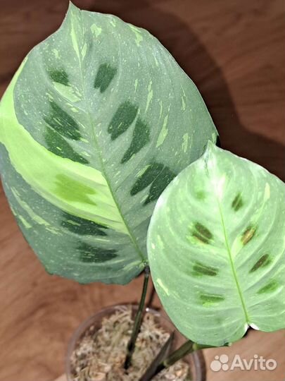 Маранта Бьюти ким