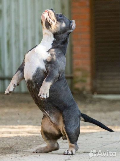 Микро покет американский булли девочка