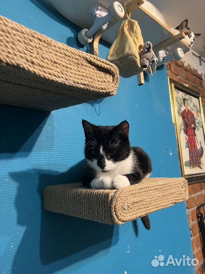 Домашняя передержка кошек / Котоняня