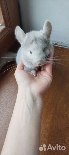 Шиншилла гомобежевый фиолет бархат