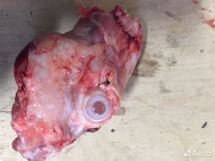 Корм для собак