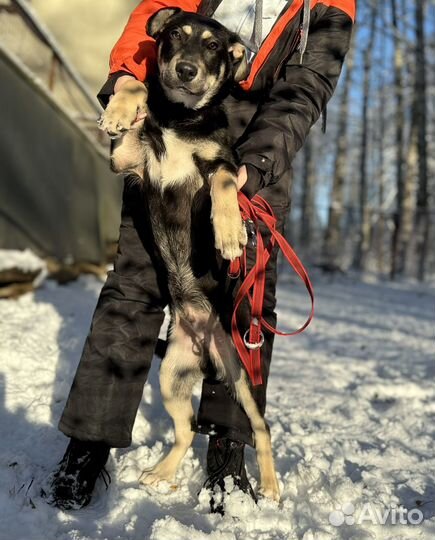 Особенный щенок в добрые руки