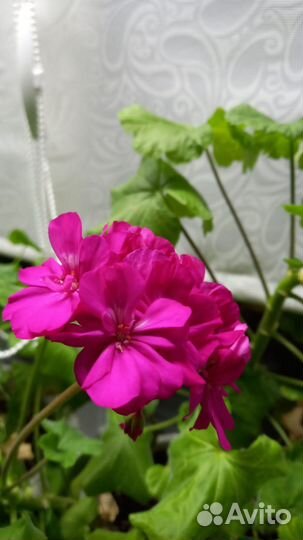Пеларгония герань