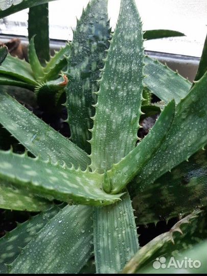 Алоэ пятнистое