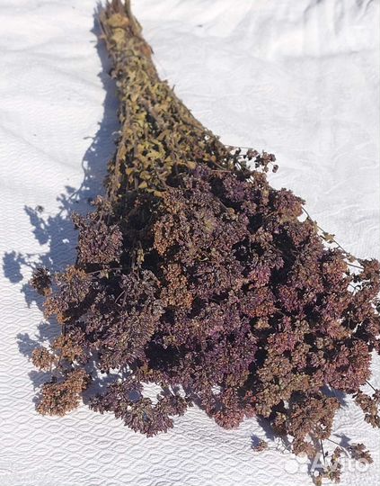 Душица (травы для бани)