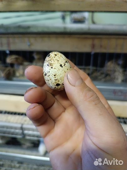 Яйцо перепела столовое,инкубационное.Цыплята